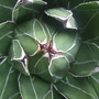 AGAVE VICTORIAE REGINA (Agave victoriae-reginae (Century plant))