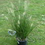 Grass ' hameln' (Pennisetum alopecuroides (Chinese Fountain Grass))