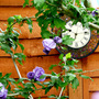 Summer_fruits_aug-09_008