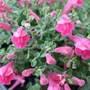 Scutellaria 'Texas Rose' (Scutellaria)