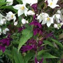 Solanum laxum