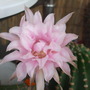 Echinopsis_new_dawn_hybrid__2_