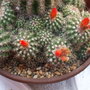 Parodia_mairanana__3_