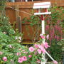 Part of my garden ( the wire belongs to next door - it's fallen on my side. They'll have to move it )