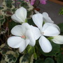 White Pelargonium ( the variegated lvs belong to another one )