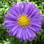 Aster beautiful ...