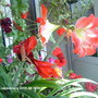 Amaryllis on balcony 2009-08-16.jpg (Amaryllis belladonna (Belladonna lily))