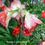 Amaryllis on balcony 2009-08-16 002.jpg (Amaryllis belladonna (Belladonna lily))