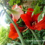 Amaryllis on balcony 2009-08-18 001.jpg (Amaryllis belladonna (Belladonna lily))