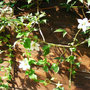 Codonopsis Himal Snow