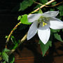 Codonopsis Himal Snow