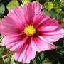 Pink Cosmos from seeds Amy sent me