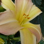 Hemerocallis 'Nob Hill' (Hemerocallis x ' Nob Hill')
