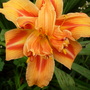 Daylily 'Kwanzo' (Hemerocallis fulva flore pleno 'Kwanzo')