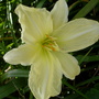 Daylily 'Andrew's Love' (Hemerocallis x 'Andrew's Love')