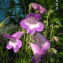 Penstemon 'Pensham Czar' (Penstemon 'Pensham Czar')