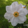 Anemone_x_hybrida__Andrea_Atkinson_2.jpg (Anemone x hybrida 'Andrea Atkinson')
