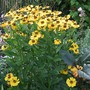 Helenium 'Flammenrad' (Helenium autumnale (American Sneezeweed))