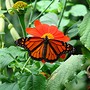 Monarch Butterfly
