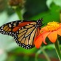 Monarch,  side view
