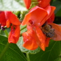 bee on the beans