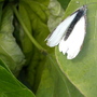 cabbage white taking a rest on the runner beans