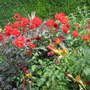 red_border_3.jpg