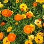 HidcoteMarigolds.jpg
