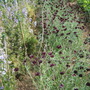 HidcoteCentaureaAndDelphiniums.jpg