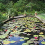 waterlilies @ Hidcote Manor, Glos, UK
