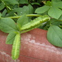Asparagus pea (Psophocarpus tetragonolobus (Asparagus Pea))