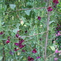 sweetpeas @ Hidcote