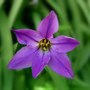 Ipheion