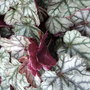 Heuchera 'Jade Gloss' (Heuchera)