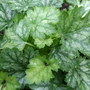 Heuchera 'Strawberry Candy' (Heuchera)