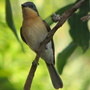 Garden visitor - Restless Flycatcher  (juvenile)
