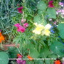 Snapdragons on balcony 2009-08-12.jpg (Antirrhinum majus)