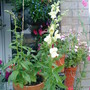 Snapdragons on balcony railings 2009-07-03.jpg (Antirrhinum majus)
