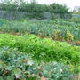 allotment  open day