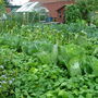 allotment  open day
