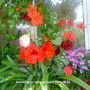 Amaryllis on balcony table 2009-08-23.jpg (Amaryllis belladonna (Belladonna lily))