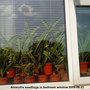 Amaryllis in bedroom window 2009-08-23.jpg (Amaryllis belladonna (Belladonna lily))