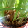 Amaryllis bursting out of pot 2009-08-23.jpg (Amaryllis belladonna (Belladonna lily))