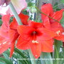 Amaryllis Red (close up) on balcony 2009-08-22.jpg (Amaryllis belladonna (Belladonna lily))