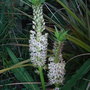 Eucomis comosa - 2009 (Eucomis comosa)