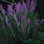 Lythrum salicaria 'Firecandle' - 2009 (Lythrum salicaria)