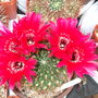 Lobivia_sucrensis__7_
