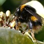 Bumble_bee_01
