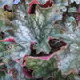 Heuchera 'Cherries' Jubilee' (Heuchera)