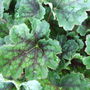 Heuchera 'Dales Strain' (Heuchera)